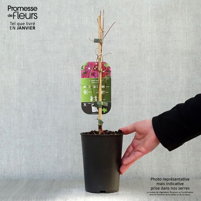 Exemplar von Waldrebe Voluceau - Clematis Topf mit 2L/3L wie im Winter geliefert