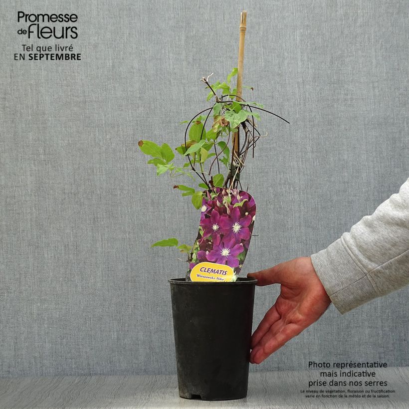 Example of Waldrebe Warszawska Nike - Clematis Topf mit 2L/3L as you get in automne