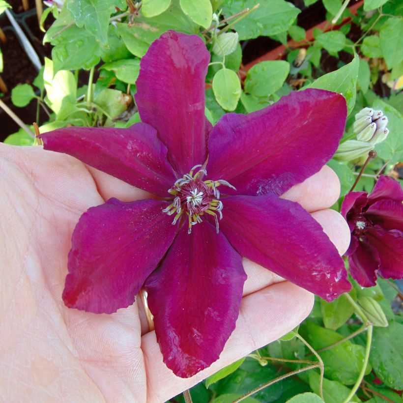 Waldrebe Westerplatte - Clematis (Flowering)