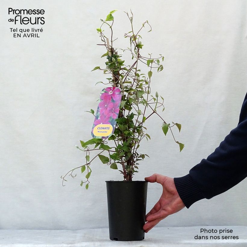 Exemplar von Waldrebe Westerplatte - Clematis Topf mit 2L/3L wie im Frühjahr geliefert