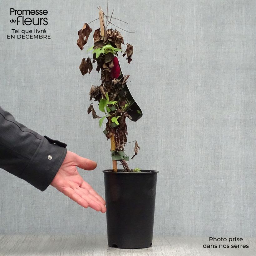 Exemplar von Waldrebe Westerplatte - Clematis Topf mit 2L/3L wie im Winter geliefert