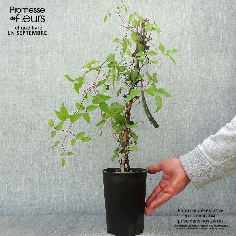 Example of Waldrebe Westerplatte - Clematis Topf mit 2L/3L as you get in automne