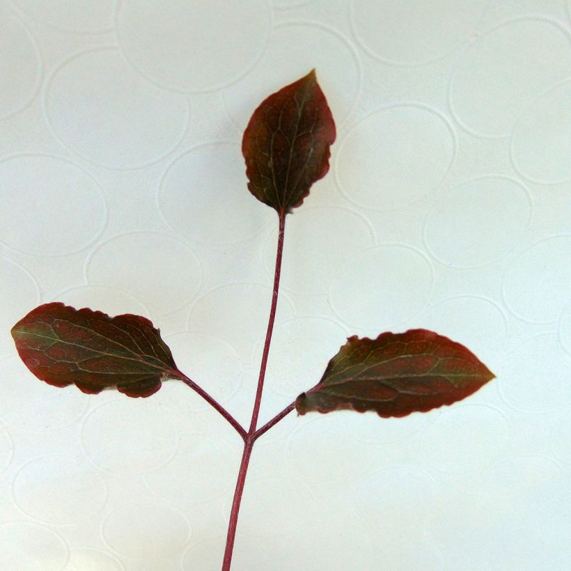 Waldrebe White Pearl - Clematis (Foliage)