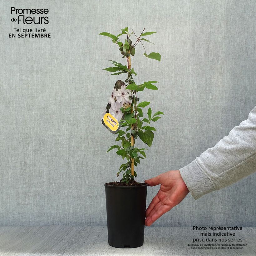 Example of Waldrebe White Pearl - Clematis Topf mit 2L/3L as you get in automne