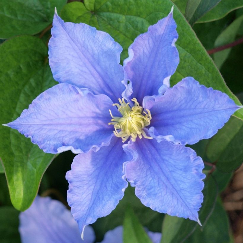 Waldrebe Will Goodwin - Clematis (Flowering)