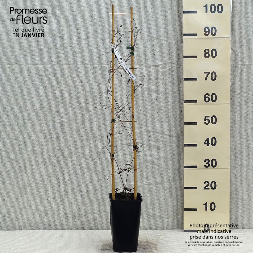 Example of Waldrebe Will Goodwin - Clematis Topf mit 2L/3L as you get in hiver