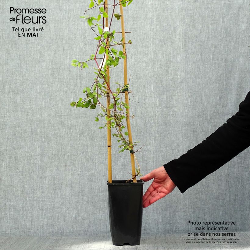 Exemplar von Waldrebe Will Goodwin - Clematis Topf mit 2L/3L wie im Frühjahr geliefert