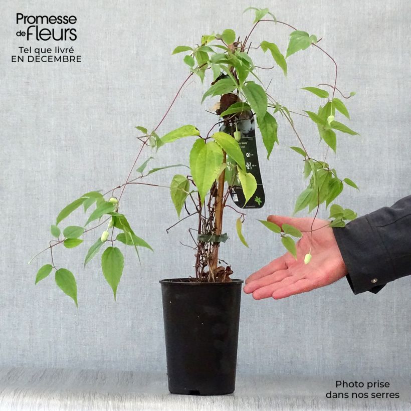 Exemplar von Clematis urophylla Winter Beauty - Waldrebe Topf mit 2L/3L wie im Winter geliefert