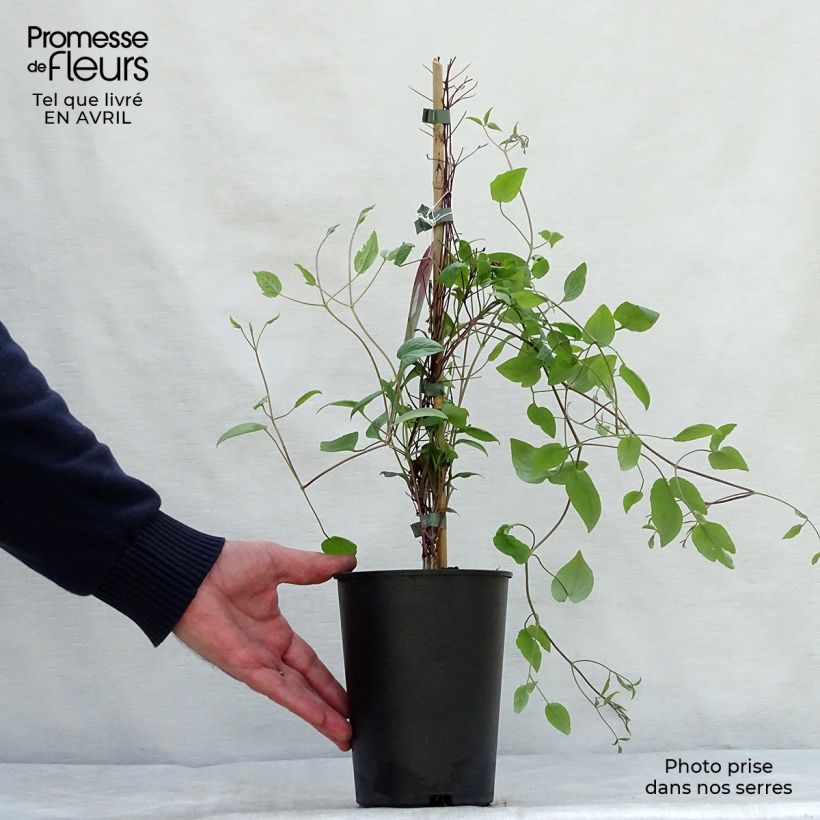 Exemplar von Waldrebe Wonderful - Clematis Topf mit 2L/3L wie im Frühjahr geliefert