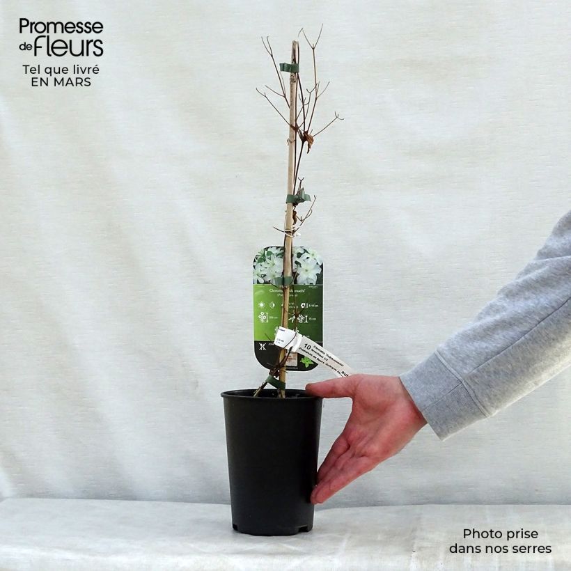 Exemplar von Waldrebe Yukikomachi - Clematis Topf mit 2L/3L wie im Frühjahr geliefert