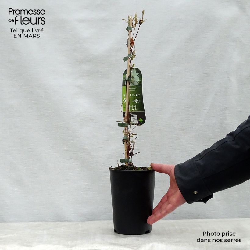 Exemplar von Waldrebe Yukiokoshi - Clematis Topf mit 2L/3L wie im Frühjahr geliefert