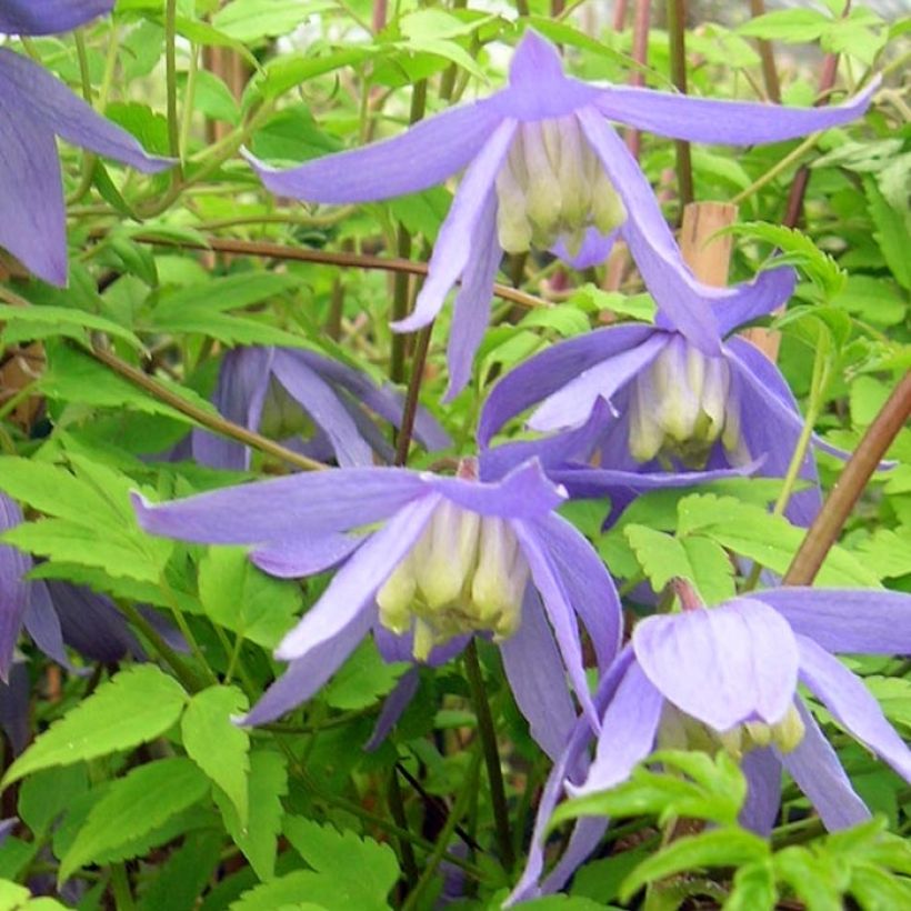 Clematis alpina - Alpen-Waldrebe (Flowering)