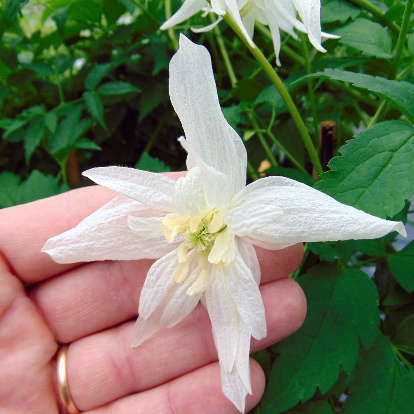 Clematis alpina Plena - Alpen-Waldrebe (Flowering)