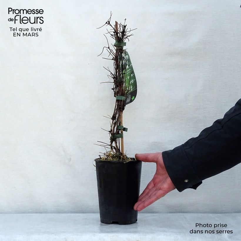 Exemplar von Clematis alpina Plena - Alpen-Waldrebe Topf mit 2L/3L wie im Frühjahr geliefert