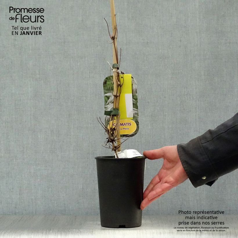 Exemplar von Clematis alpina Plena - Alpen-Waldrebe Topf mit 2L/3L wie im Winter geliefert