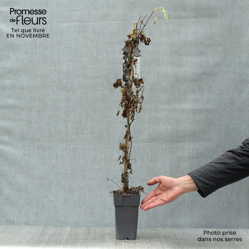 Example of Waldrebe Ocean Pearl - Clematis Topf mit 2L/3L as you get in automne