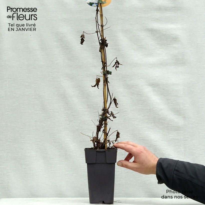 Exemplar von Waldrebe Ocean Pearl - Clematis Topf mit 2L/3L wie im Winter geliefert