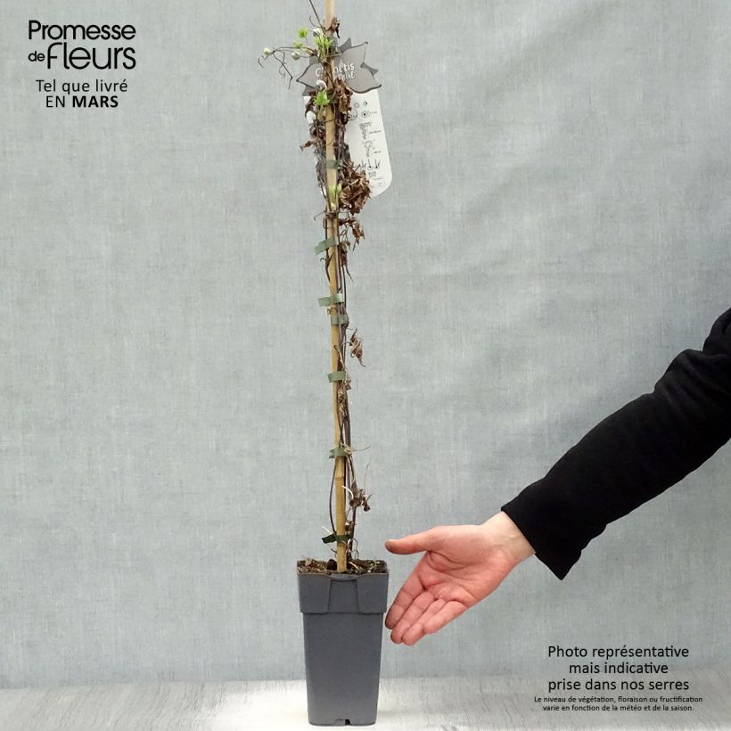 Exemplar von Waldrebe Ocean Pearl - Clematis Topf mit 2L/3L wie im Frühjahr geliefert