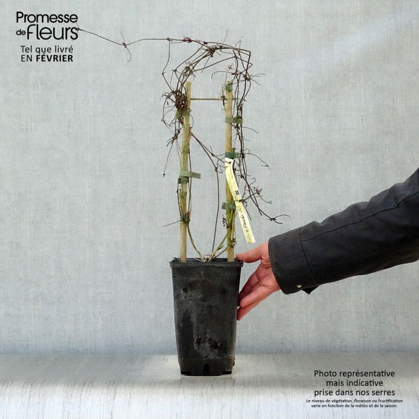 Exemplar von Clematis alpina - Alpen-Waldrebe Topf mit 2L/3L wie im Winter geliefert