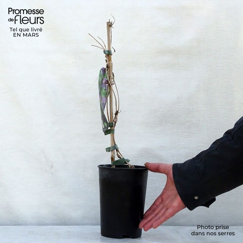 Exemplar von Clematis alpina Ruby - Alpen-Waldrebe Topf mit 2L/3L wie im Frühjahr geliefert