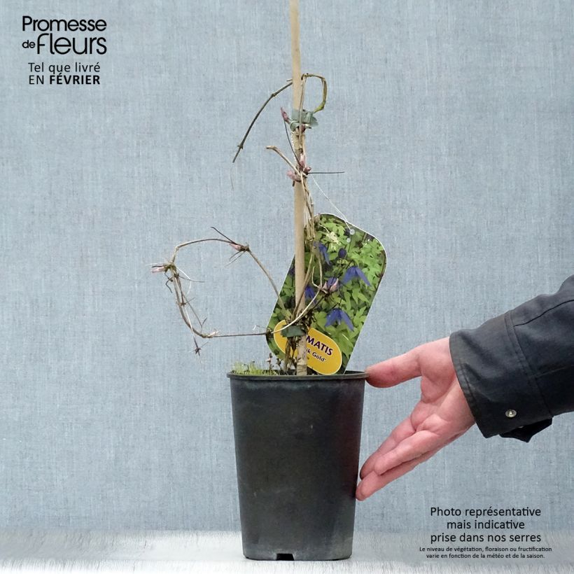 Exemplar von Waldrebe Stolwijk Gold - Clematis Topf mit 2L/3L wie im Winter geliefert