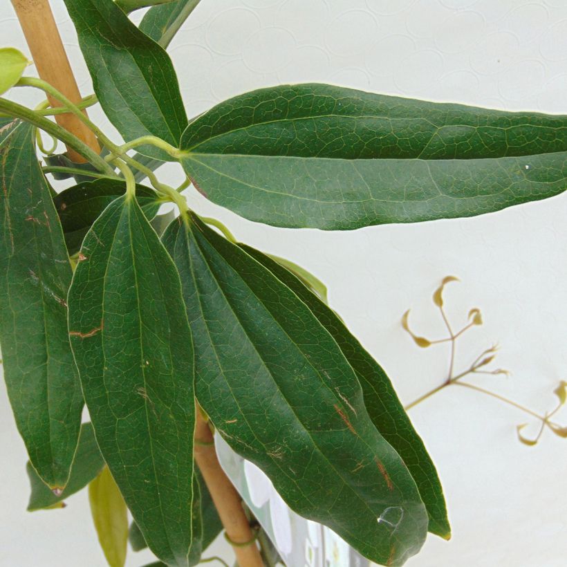 Clematis armandii - Immergrüne Waldrebe (Foliage)