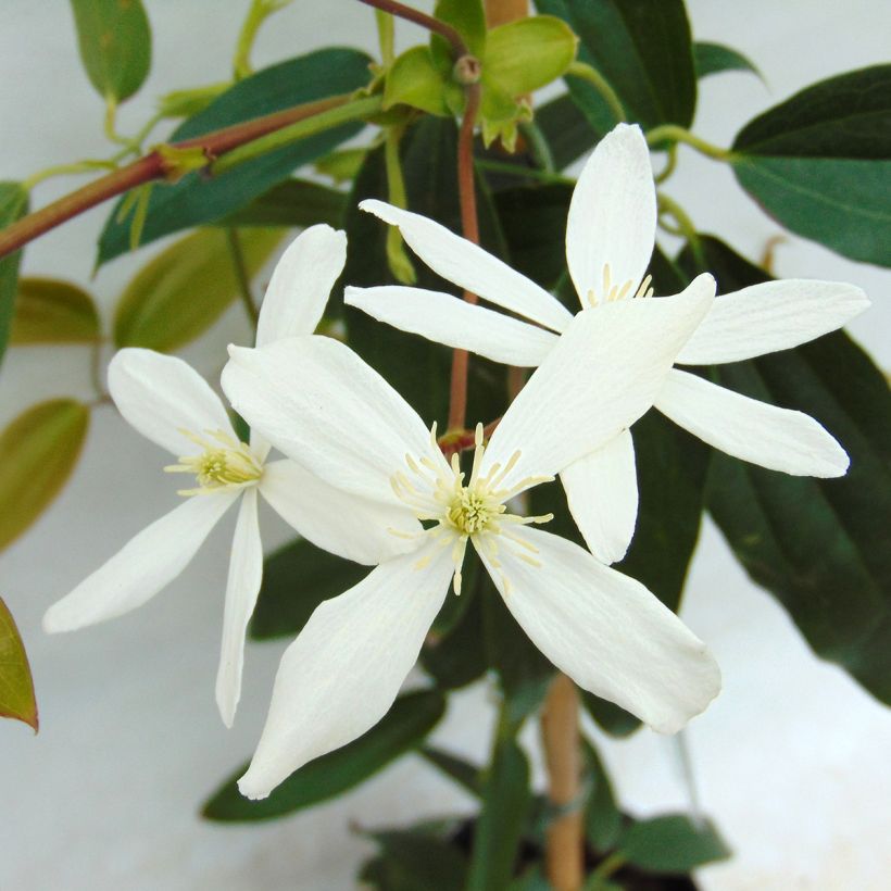 Clematis armandii - Immergrüne Waldrebe (Flowering)