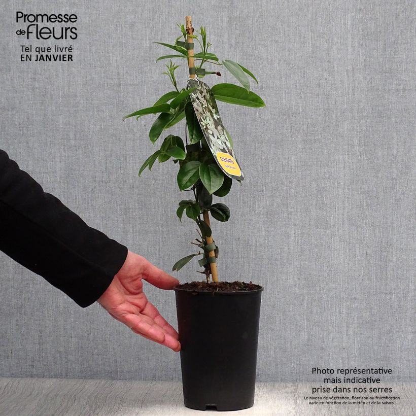 Exemplar von Clematis armandii Apple Blossom - Immergrüne Waldrebe Topf mit 2L/3L wie im Winter geliefert