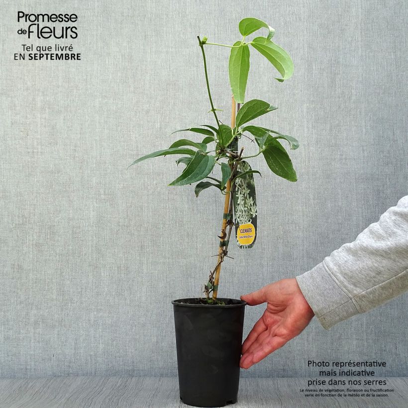 Example of Clematis armandii Little White Charm - Immergrüne Waldrebe Topf mit 2L/3L as you get in automne