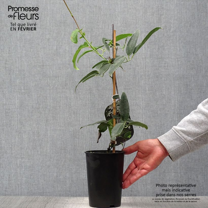 Example of Clematis armandii Snowdrift - Immergrüne Waldrebe Topf mit 2L/3L as you get in automne