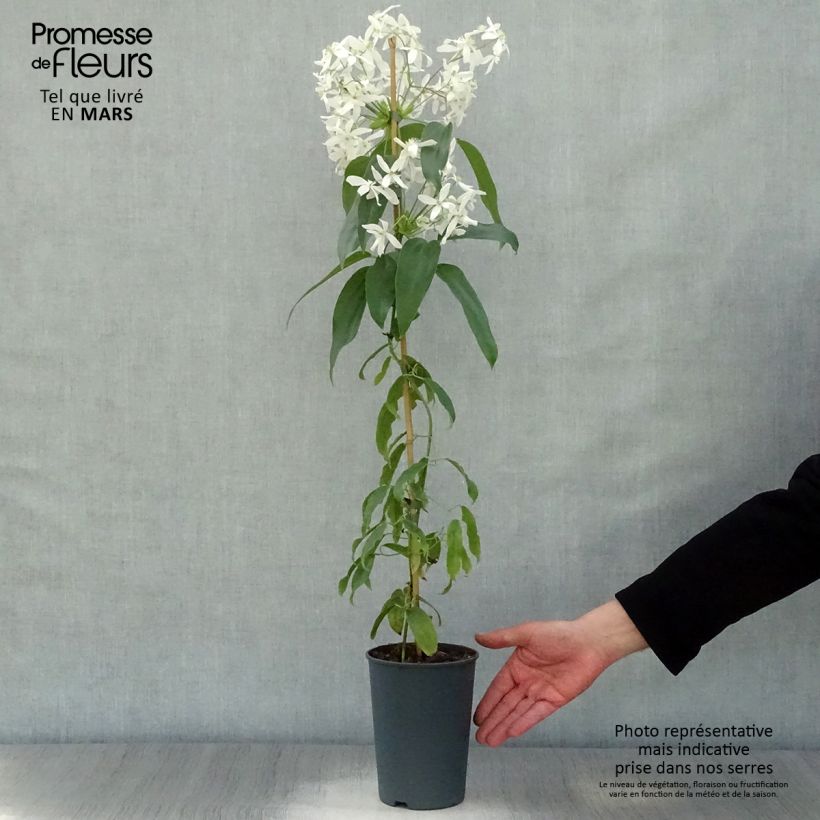 Exemplar von Clematis armandii - Immergrüne Waldrebe Topf mit 2L/3L wie im Frühjahr geliefert