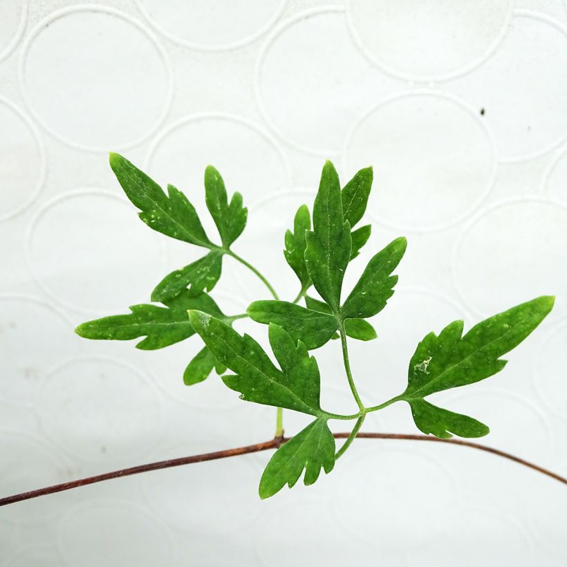 Clematis cirrhosa Balearica - Waldrebe (Foliage)