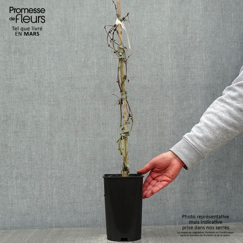 Example of Clematis cirrhosa Balearica - Waldrebe Topf mit 2L/3L as you get in hiver