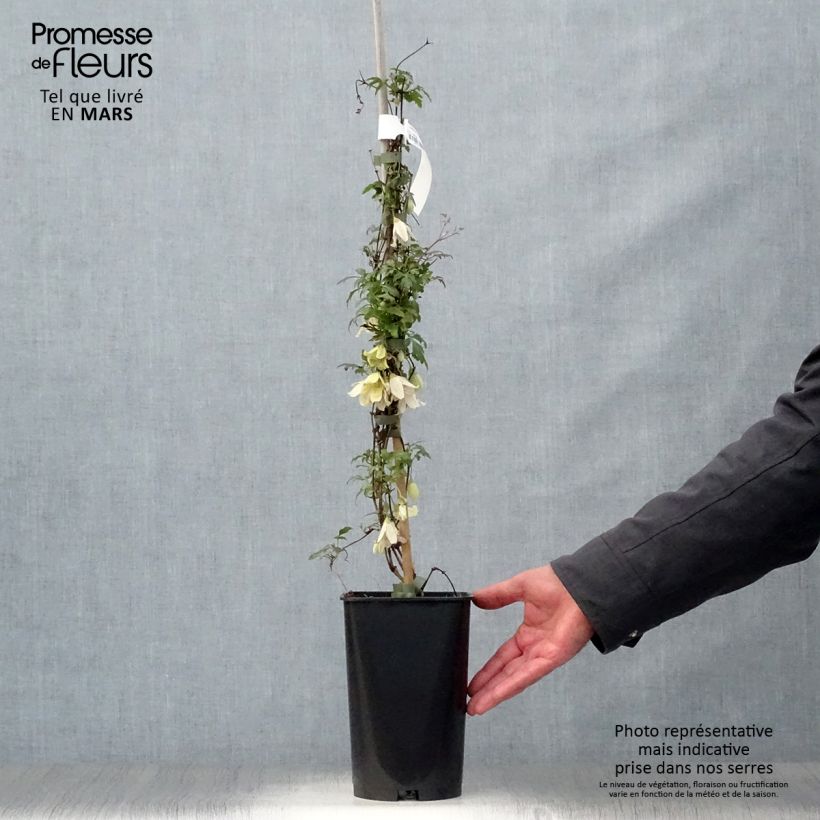 Exemplar von Clematis cirrhosa Balearica - Waldrebe Topf mit 2L/3L wie im Frühjahr geliefert