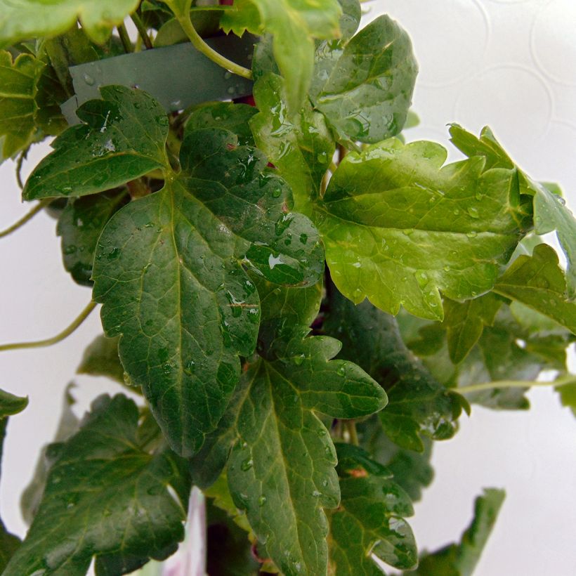 Clematis cirrhosa Freckles - Waldrebe (Foliage)