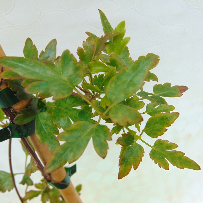 Clematis cirrhosa Winter Parasol - Waldrebe (Foliage)