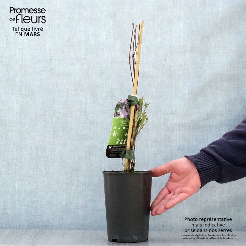 Exemplar von Waldrebe East River - Clematis  Topf mit 2L/3L wie im Frühjahr geliefert