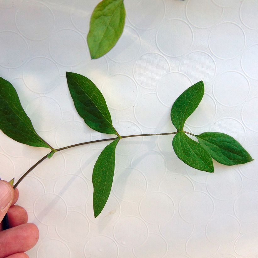 Waldrebe Rooguchi - Clematis (Foliage)