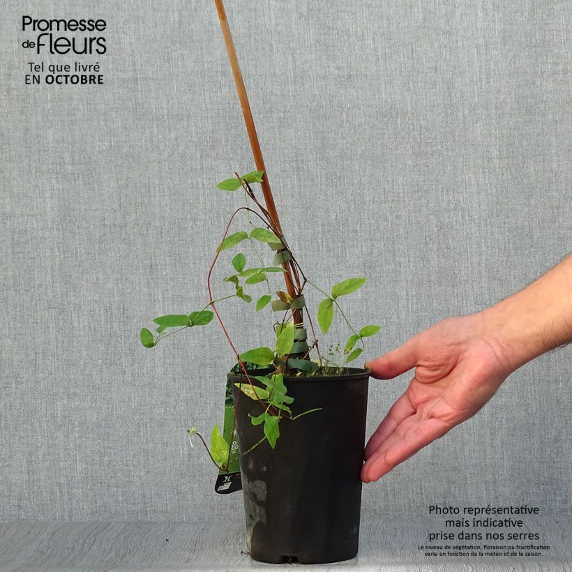 Example of Waldrebe Rooguchi - Clematis Topf mit 2L/3L as you get in automne