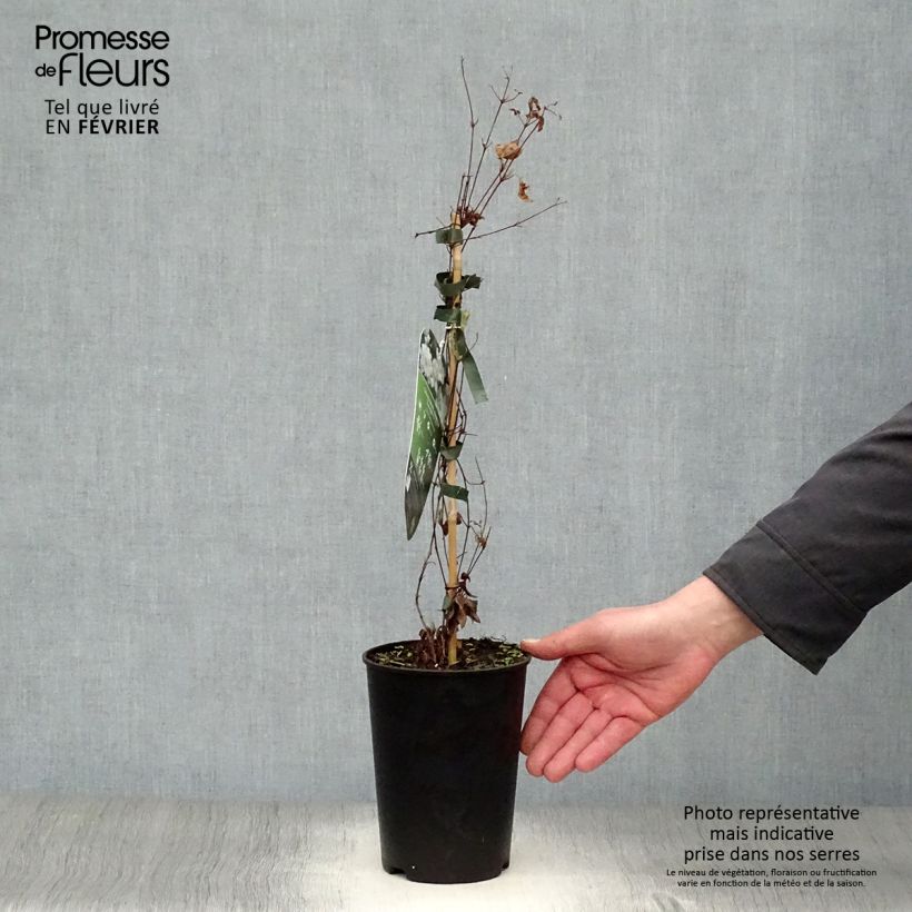 Exemplar von Waldrebe White Arabella - Clematis Topf mit 2L/3L wie im Winter geliefert