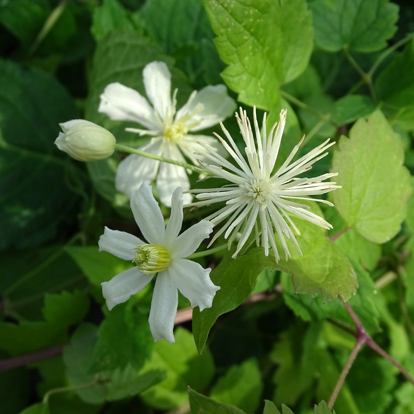 Clematis fargesii Summersnow - Waldrebe (Flowering)