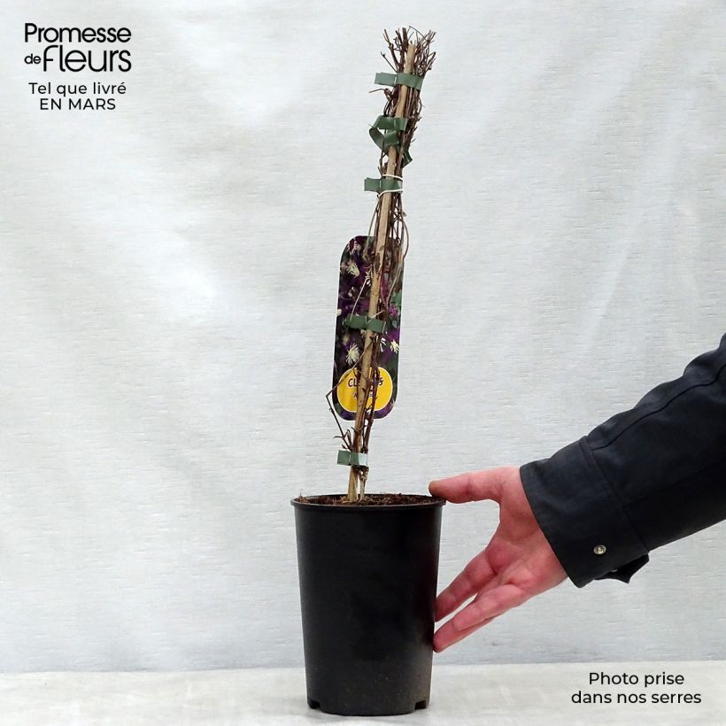 Exemplar von Clematis flammula Aromatica - Waldrebe Topf mit 2L/3L wie im Frühjahr geliefert