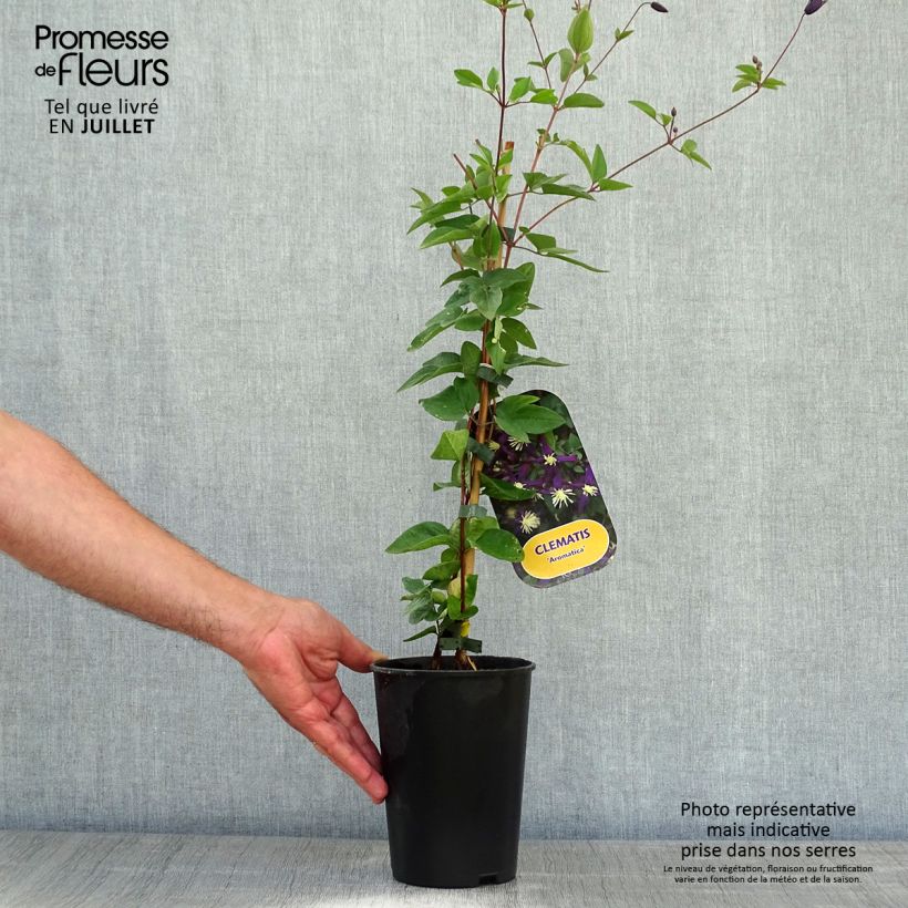 Example of Clematis flammula Aromatica - Waldrebe Topf mit 2L/3L as you get in ete