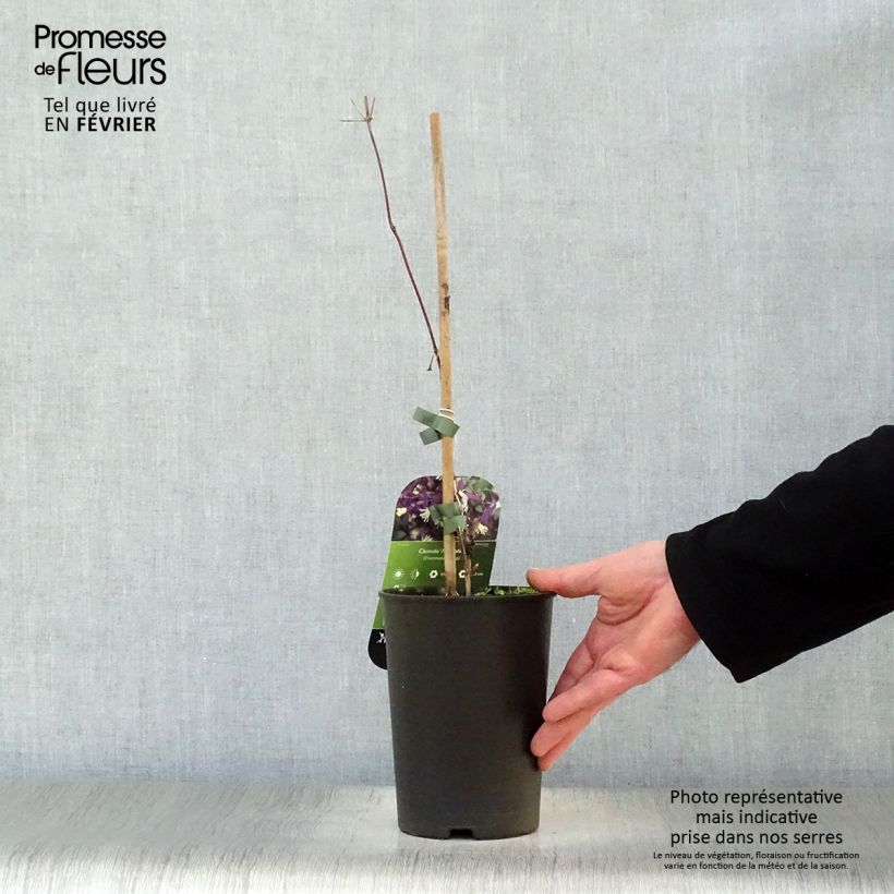 Exemplar von Clematis flammula Aromatica - Waldrebe Topf mit 2L/3L wie im Winter geliefert