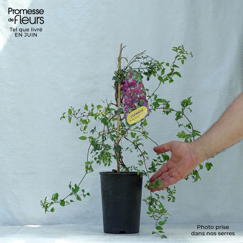 Exemplar von Clematis flammula Sweet Summer Love - Waldrebe Topf mit 2L/3L wie im Sommer geliefert
