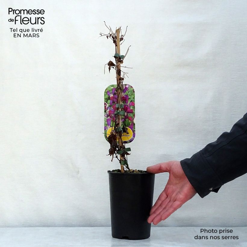 Exemplar von Clematis flammula Sweet Summer Love - Waldrebe Topf mit 2L/3L wie im Frühjahr geliefert