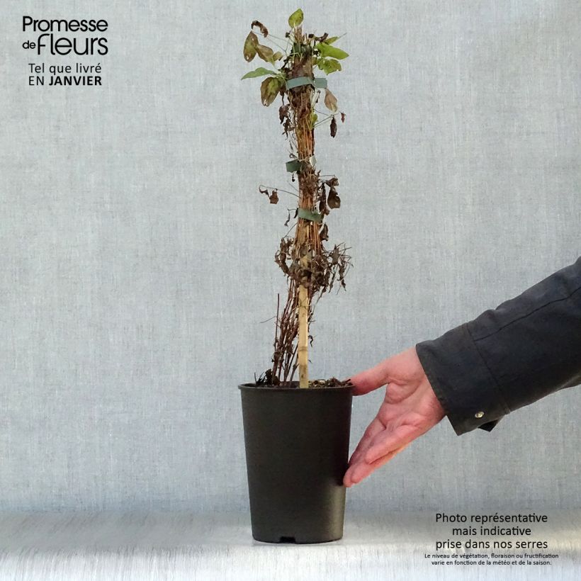 Exemplar von Clematis flammula Sweet Summer Love - Waldrebe Topf mit 2L/3L wie im Winter geliefert