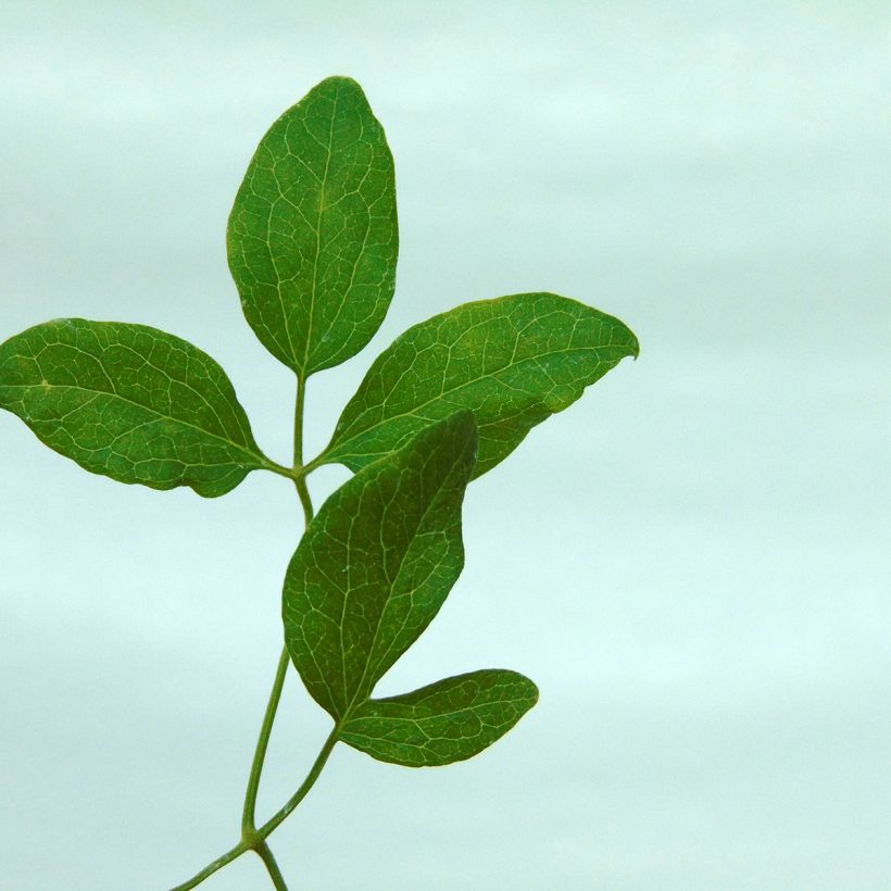 Clematis flammula rubromarginata - Waldrebe (Foliage)