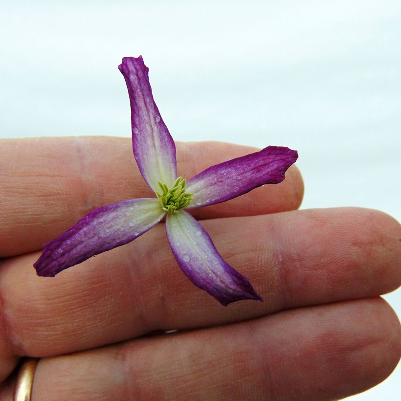 Clematis flammula rubromarginata - Waldrebe (Flowering)