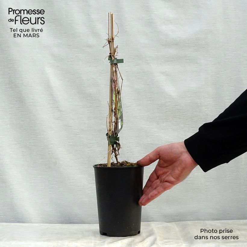 Exemplar von Clematis flammula rubromarginata - Waldrebe Topf mit 2L/3L wie im Frühjahr geliefert